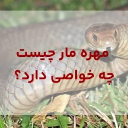 مهره مار چیست و چه خواصی دارد؟ بررسی بهترین راه خرید این کالا