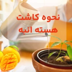 روش کاشت هسته انبه + آموزش تصویری