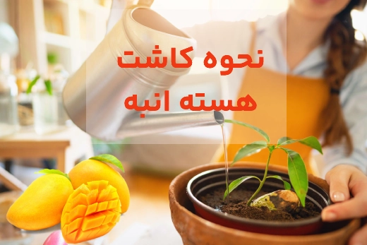 روش کاشت هسته انبه + آموزش تصویری