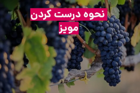 روش درست کردن مویز