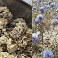 نحوه مصرف شکر تیغال برای سرفه
