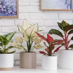 روش تکثیر آگلونما + قلمه زدن اگلونما از طریق ساقه و برگ