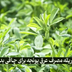 طریقه مصرف عرق یونجه برای چاقی کل بدن + خواص عرق یونجه