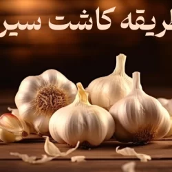 طریقه کاشت سیر در منزل؛ کاشت سیر در گلدان، باغچه و مزرعه