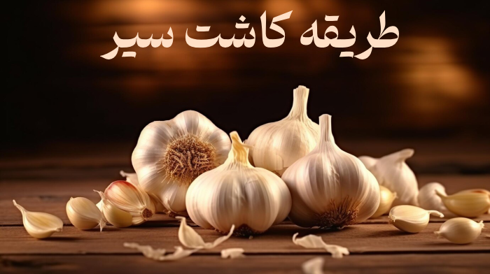 طریقه کاشت سیر در منزل؛ کاشت سیر در گلدان، باغچه و مزرعه