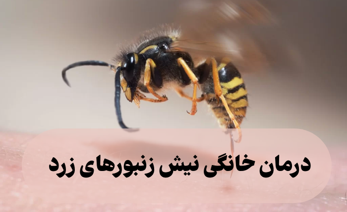 درمان خانگی نیش زنبورهای زرد [روش خانگی سریع و فوری ]