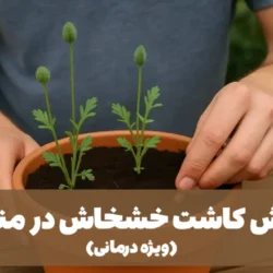 روش کاشت خشخاش در منزل [آموزش کامل 0 تا 100] ویژه درمانی