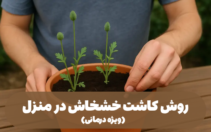 روش کاشت خشخاش در منزل [آموزش کامل 0 تا 100] ویژه درمانی