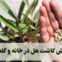 روش کاشت هل در خانه و گلدان [آموزش قدم به قدم تصویری]