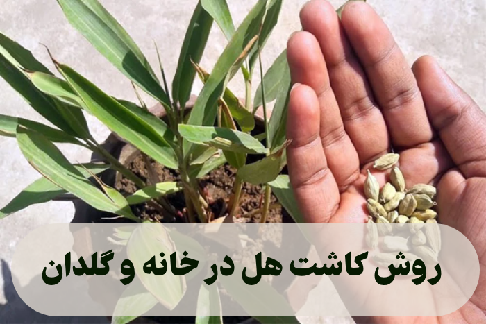 روش کاشت هل در خانه و گلدان [آموزش قدم به قدم تصویری]