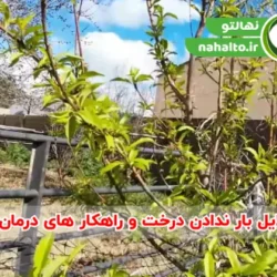 چرا درختان میوه بار نمی‌دهند؟ | علت کم‌بار بودن درخت و راه‌های افزایش محصول