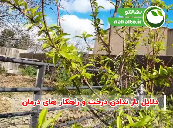 چرا درختان میوه بار نمی&zwnj;دهند؟ | علت کم&zwnj;بار بودن درخت و راه&zwnj;های افزایش محصول