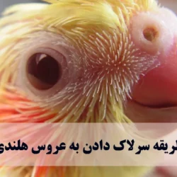 طریقه سرلاک دادن به عروس هلندی + فیلم دقیق