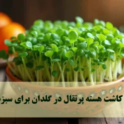 روش کاشت هسته پرتقال در گلدان برای سبزه عید [قدم به قدم تصویری]