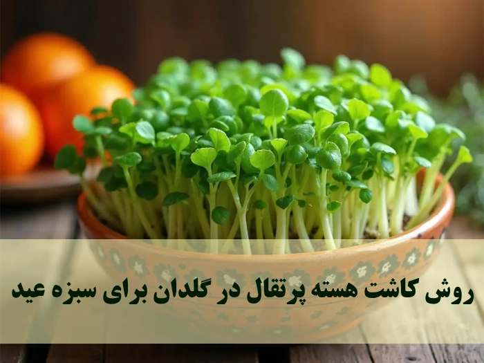 روش کاشت هسته پرتقال در گلدان برای سبزه عید [قدم به قدم تصویری]