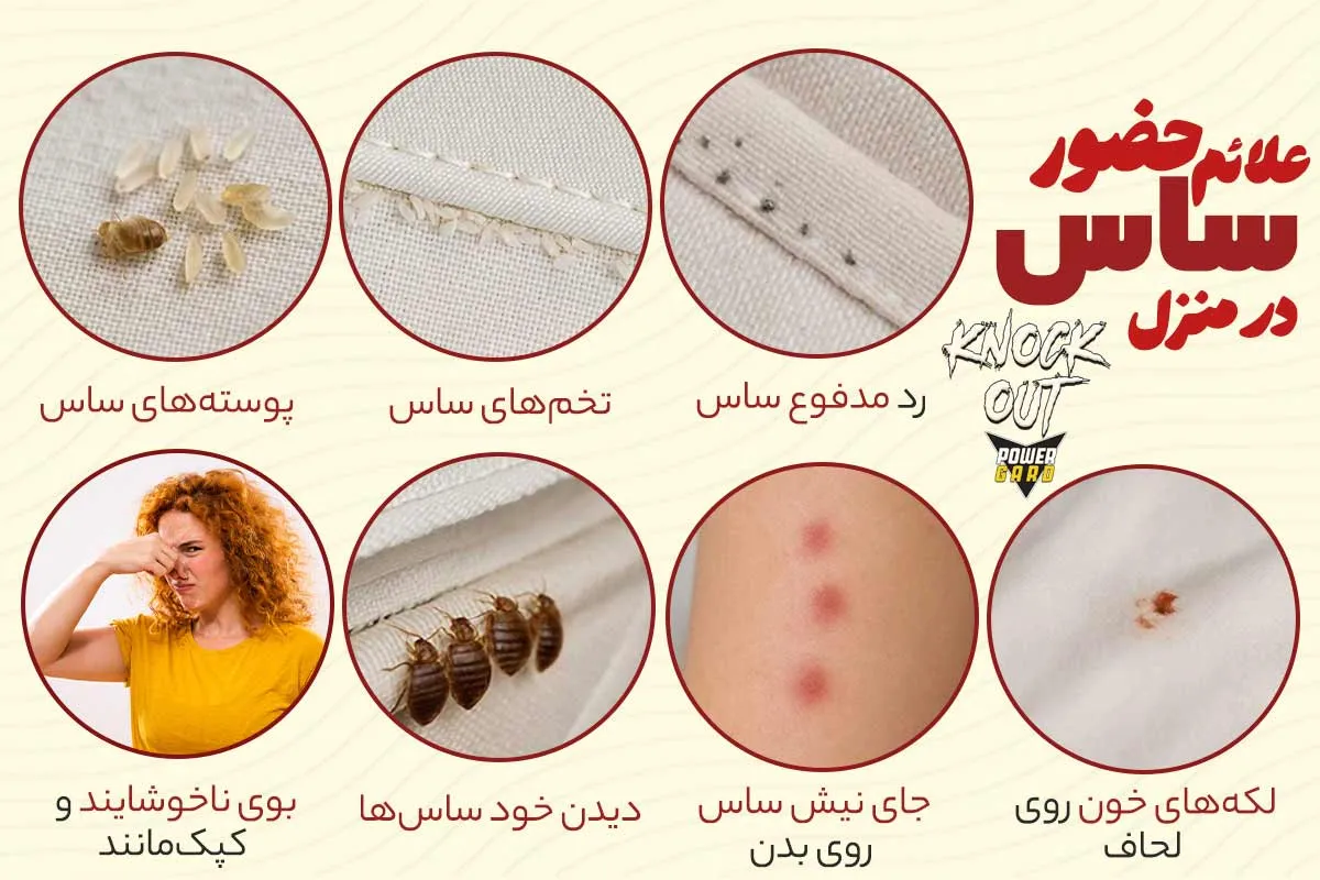 ساس از کجا میاد؟ و علائم ساس در منزل چیست؟
