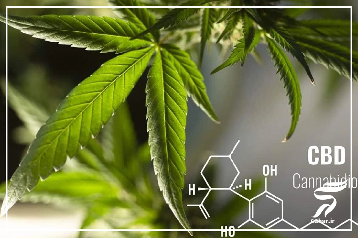 قرص سی بی دی [عوارض و موارد مصرف قرص cbd]