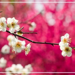 متن اهنگ بهار ما گذشته کوروش و سارن [کامل]