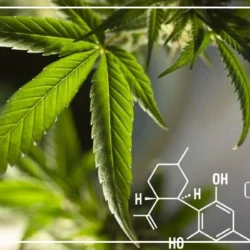 قرص سی بی دی [عوارض و موارد مصرف قرص cbd]