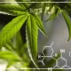 قرص سی بی دی [عوارض و موارد مصرف قرص cbd]