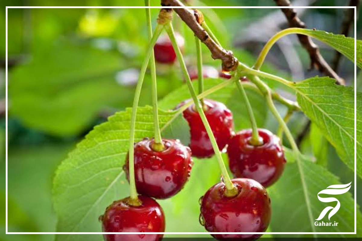 روش خشک کردن گیلاس [چند روش آسان خانگی]
