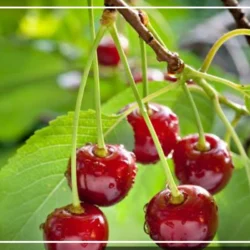 روش خشک کردن گیلاس [چند روش آسان خانگی]