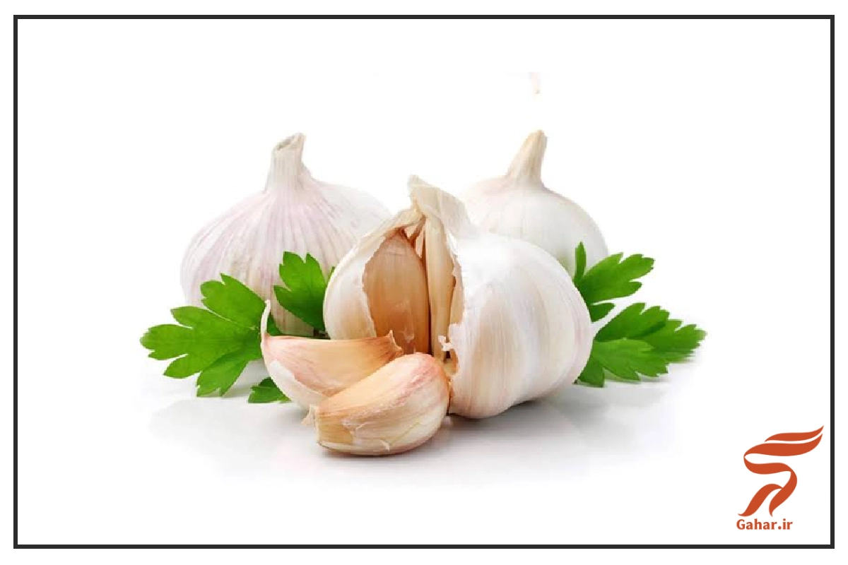 نحوه خوردن سیر خام ناشتا برای لاغری، کبد چرب و چاقی + فواید و عوارض