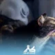 بچه گربه چی بخوره؟ راهنمای تغذیه بر اساس سن