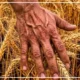 تبریک روز جهانی کشاورز【متن تبریک روز کشاورز】